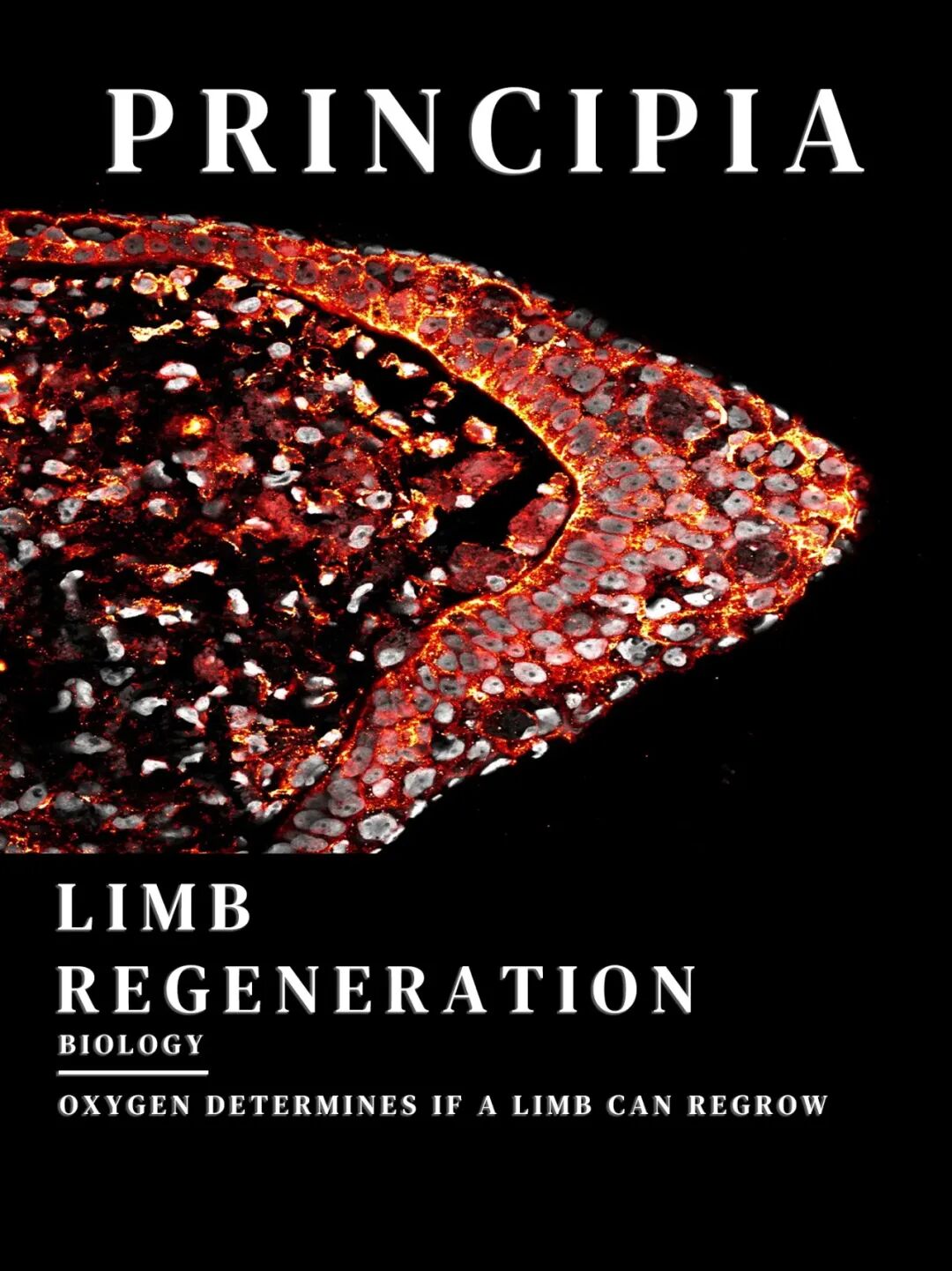 肢体再生与氧决定作用原理图