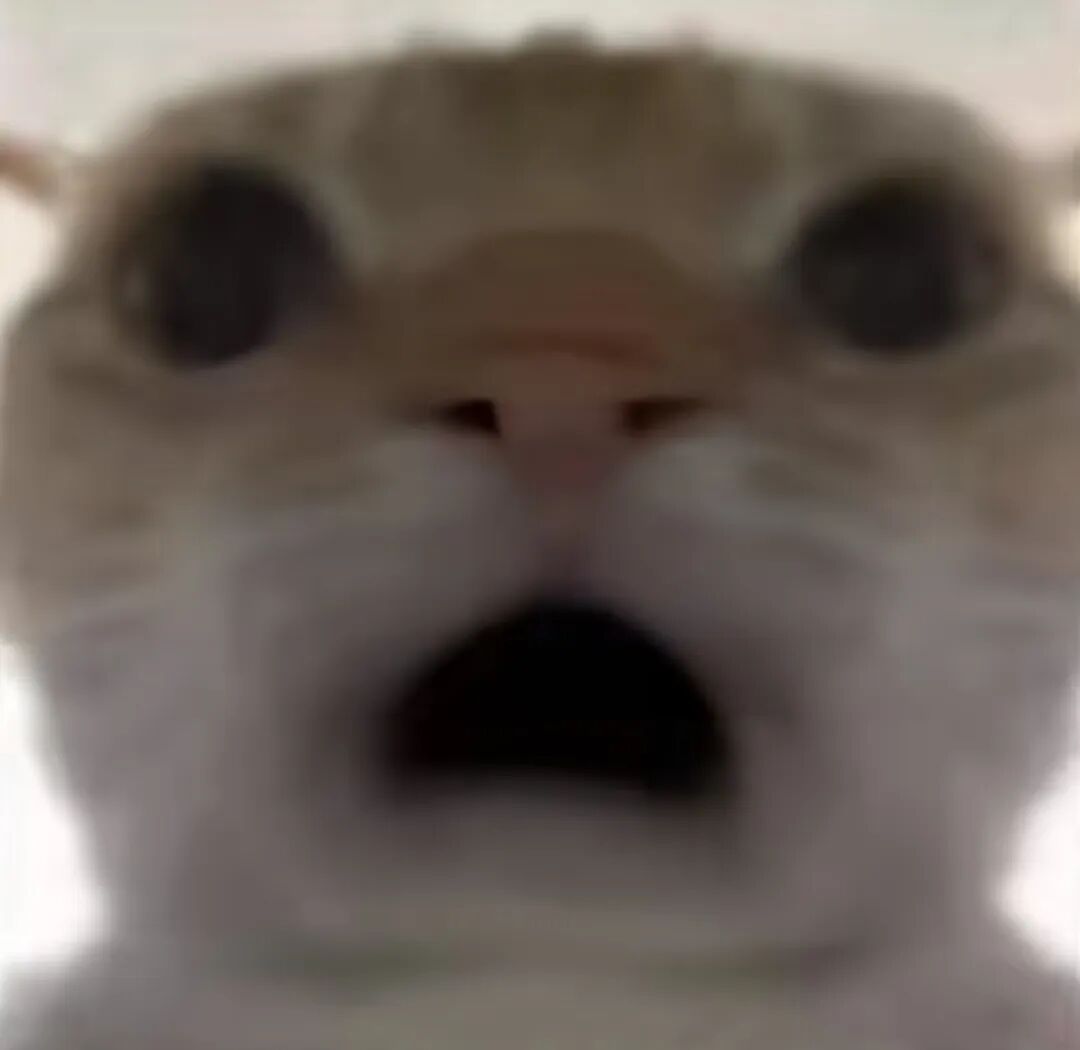 震惊猫咪表情包