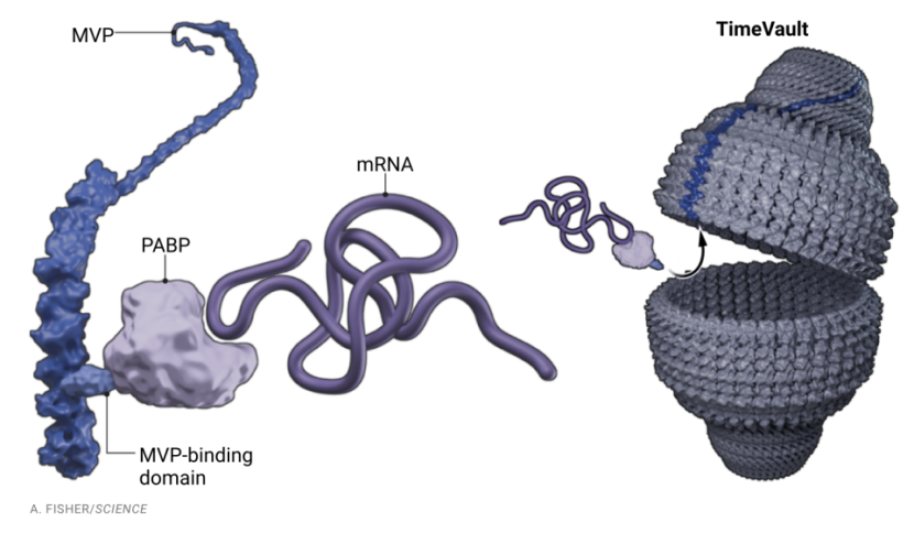 基因活动追踪方法示意图