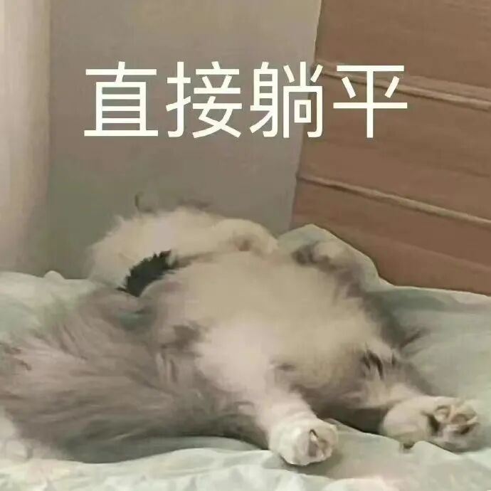 猫直接躺平表情包