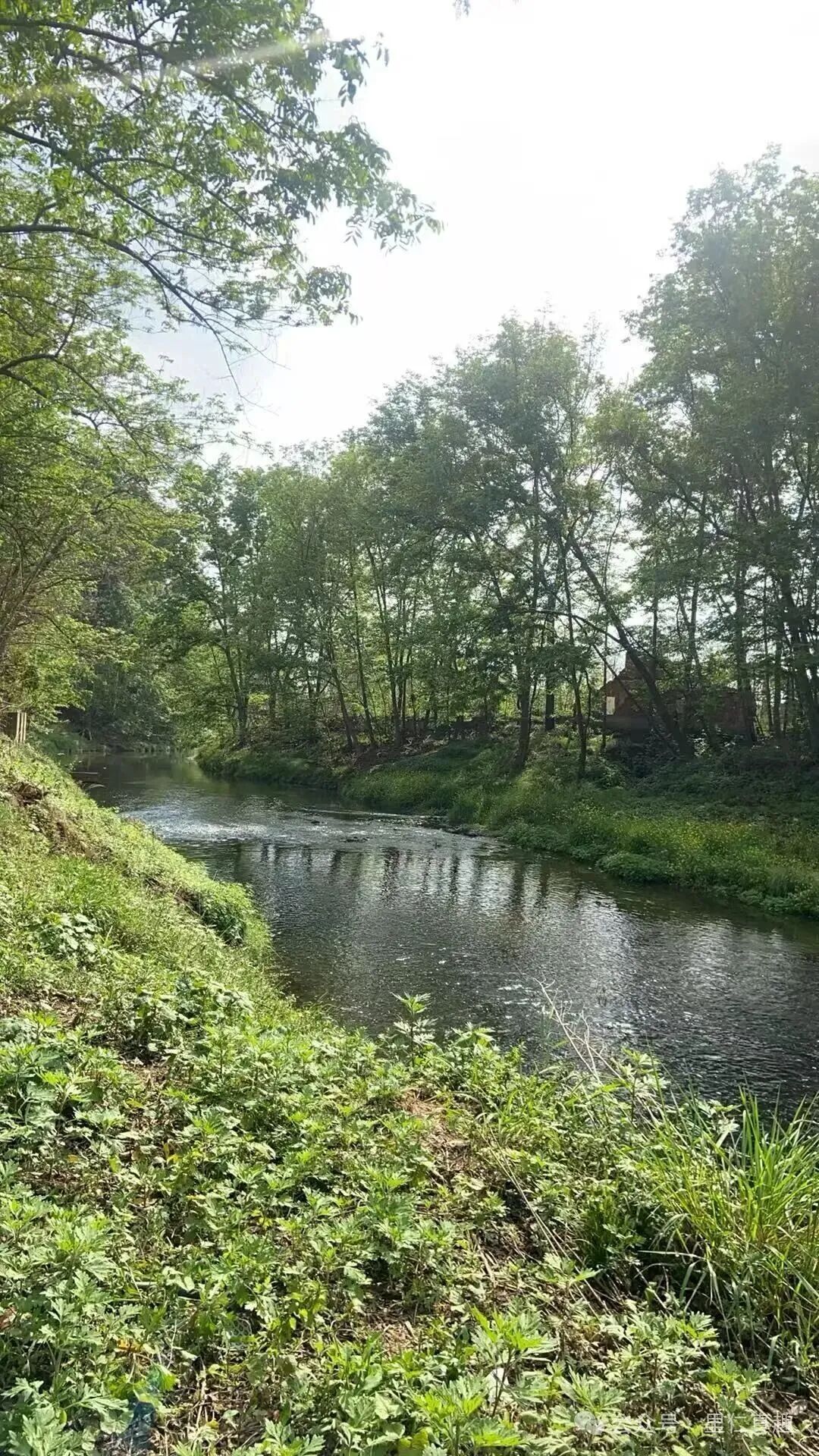 一条穿过郁郁葱葱树林的宁静河流
