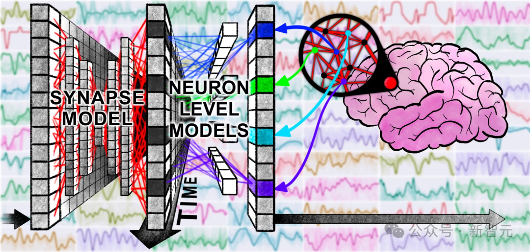 受神经科学启发的模型示意图