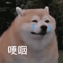 表情悲伤的柴犬