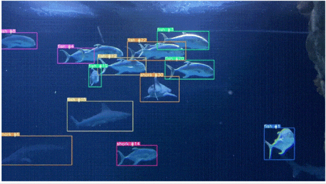 水下鱼类目标检测与跟踪动态图