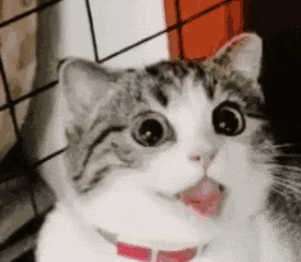 一只惊讶吐舌的虎斑猫表情包