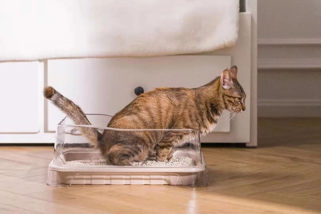 棕褐色虎斑猫站在透明塑料猫砂盆里