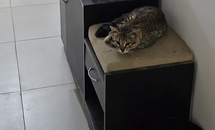 一只虎斑猫躺在走廊的纸箱上