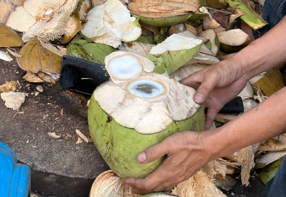 被切开的青椰子，露出椰汁和椰肉