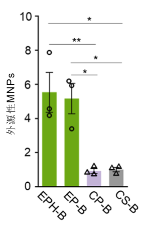 不同暴露条件下小鼠脑内MNPs积累量柱状图