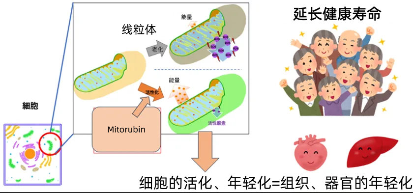 线粒体功能与健康寿命示意图