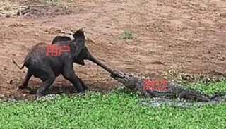 用户与“狗仔”对峙的趣味示意图