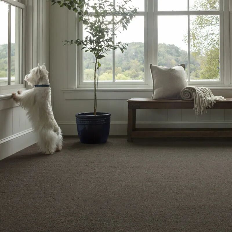 窗边小狗与短绒地毯