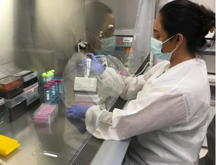 实验室技术人员在生物安全柜内进行操作