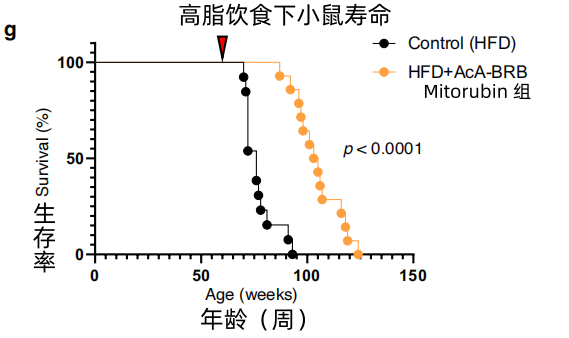 Mitorubin延长高脂饮食小鼠寿命约32%