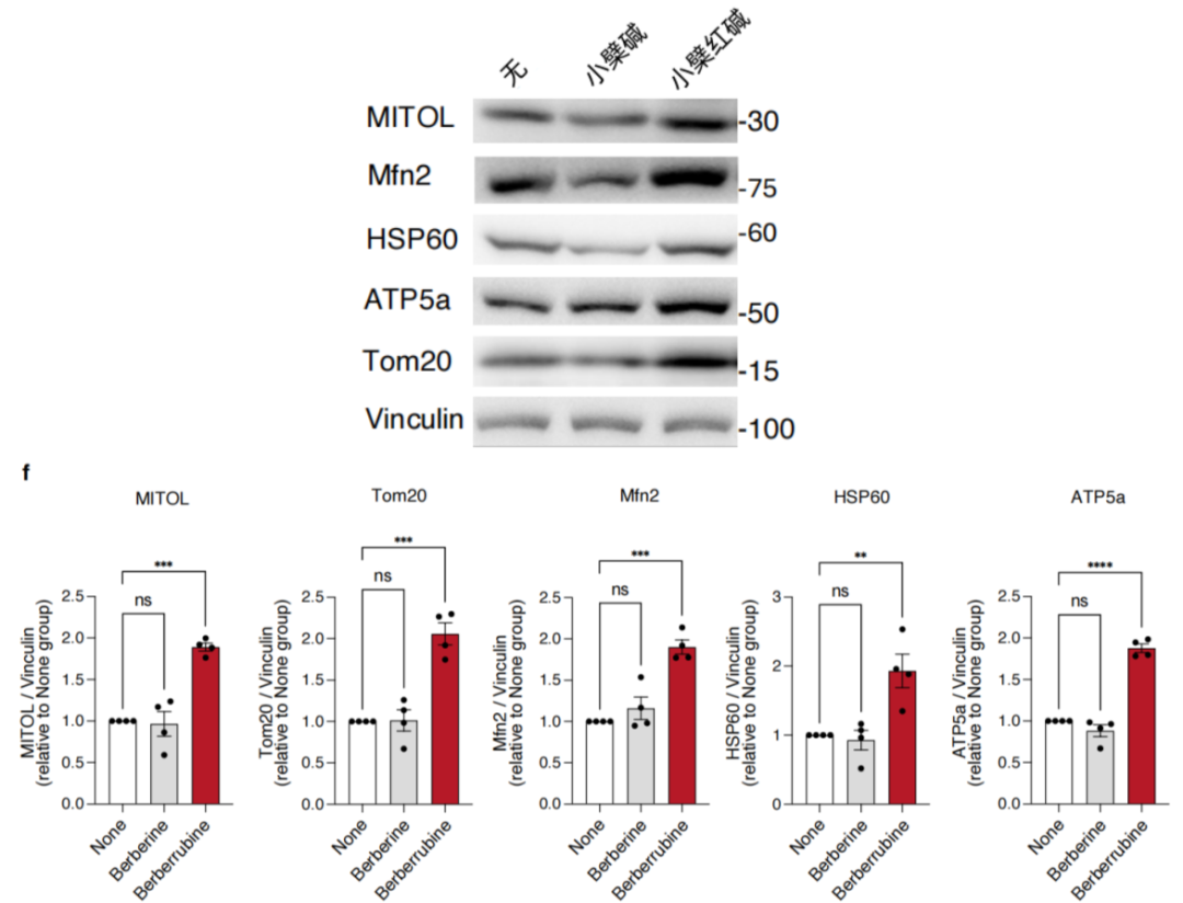 小檗红碱提升多种线粒体核心蛋白表达