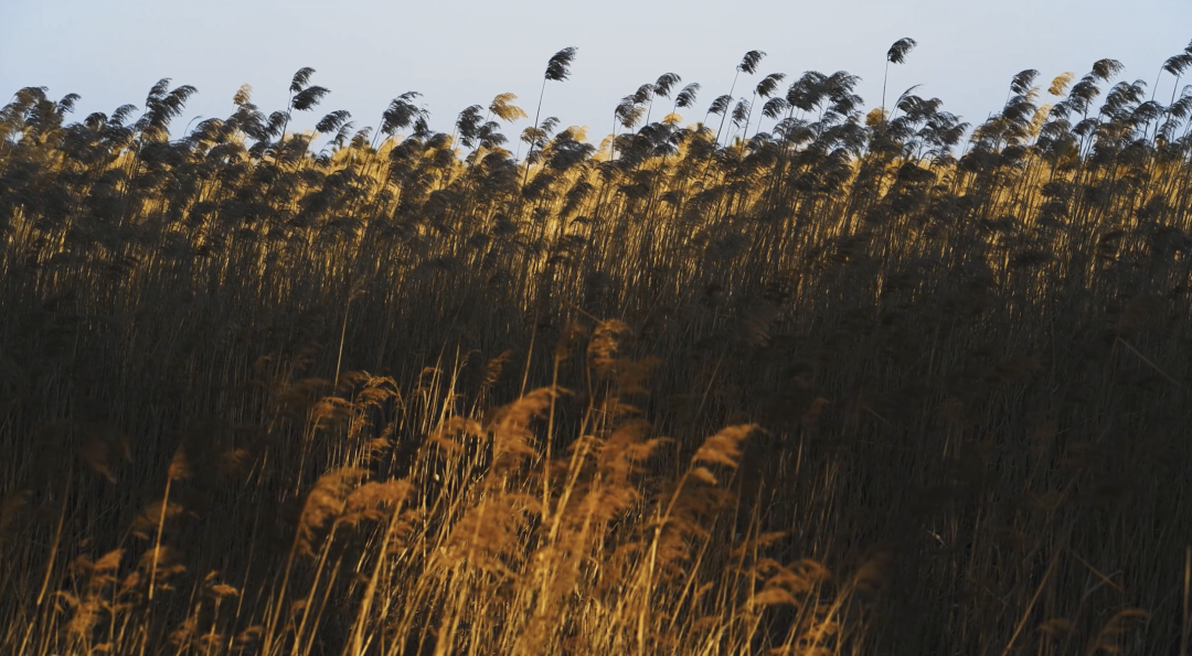 宁静的芦苇荡