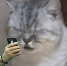 猫咪与手机图片：灰白虎斑猫面部特写，人类的手握着手机拍摄