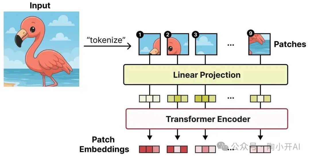 ViT处理图像流程示意图