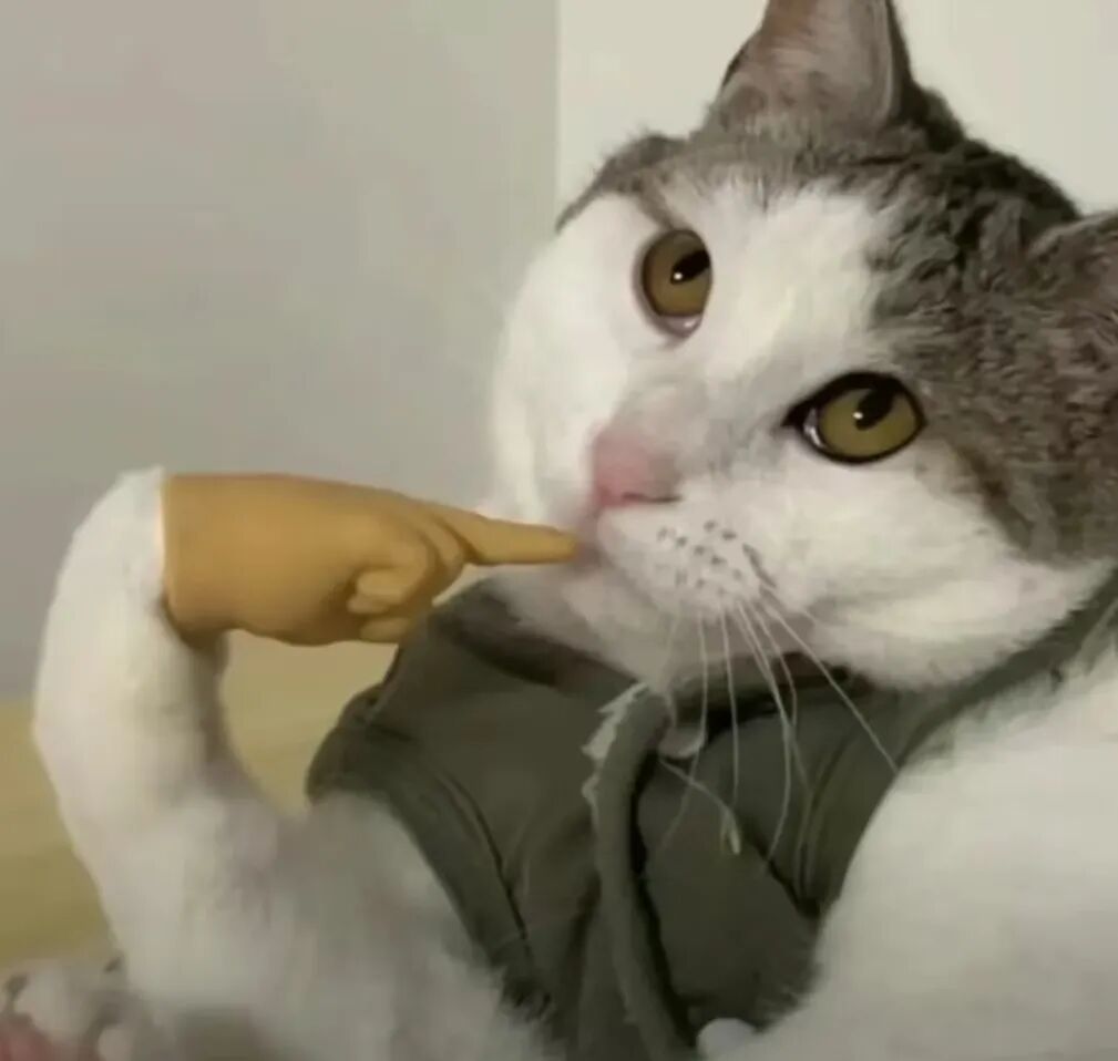 一只指向镜头的猫,表情仿佛在表达对H3价格的难以置信