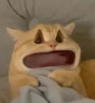 一张表情夸张、看起来十分震惊的橘猫图片