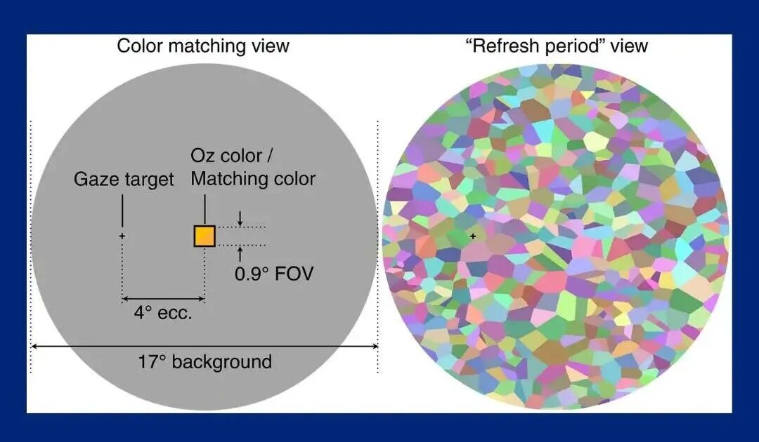 Olo颜色实验的刺激与刷新视图对比