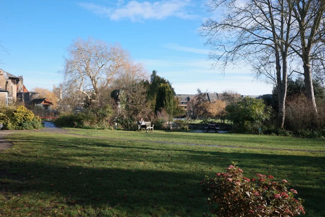 晴朗天空下的公园宁静景象