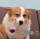 柯基犬坐在沙发上，眼睛半眯，叠加红酒杯，配文字“因吹斯汀”