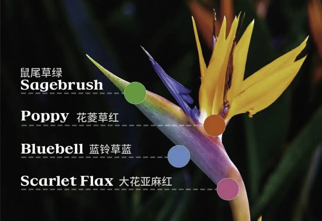 鹤望兰特写,标注其各部位对应的LA28主题色彩