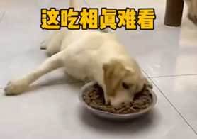 黄狗趴在白瓷砖地上吃狗粮，配文“这吃相真难看”