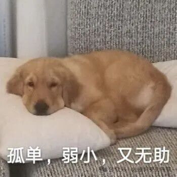 孤单弱小又无助的狗狗
