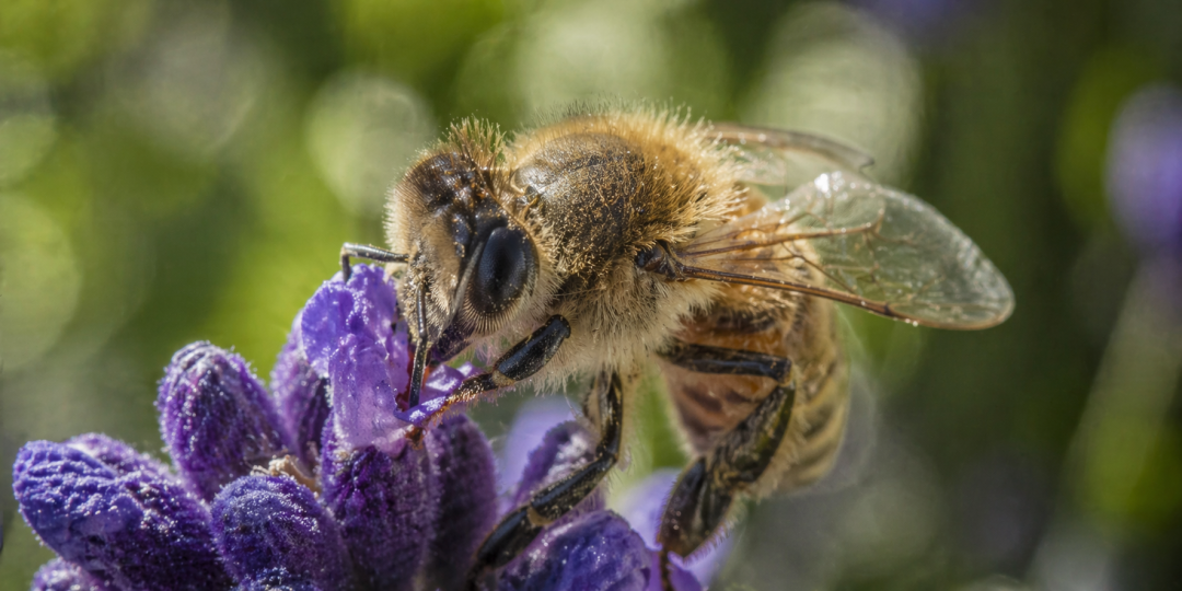 微距摄影：蜜蜂落在薰衣草上的特写
