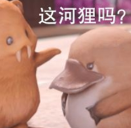 这河狸吗?表情包