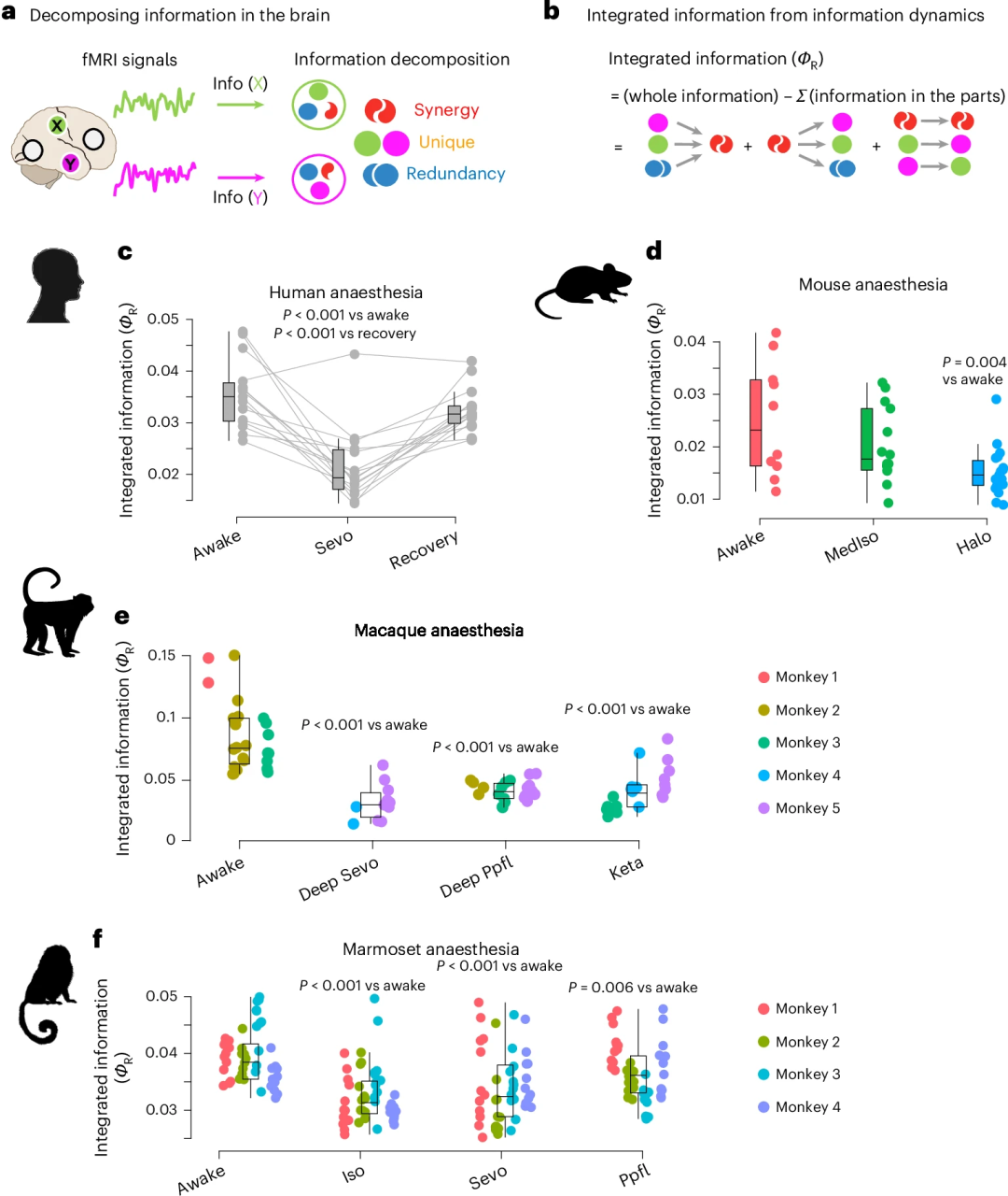 整合信息分解与跨物种麻醉实验结果图