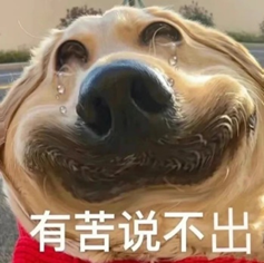 金毛犬委屈表情包：有苦说不出