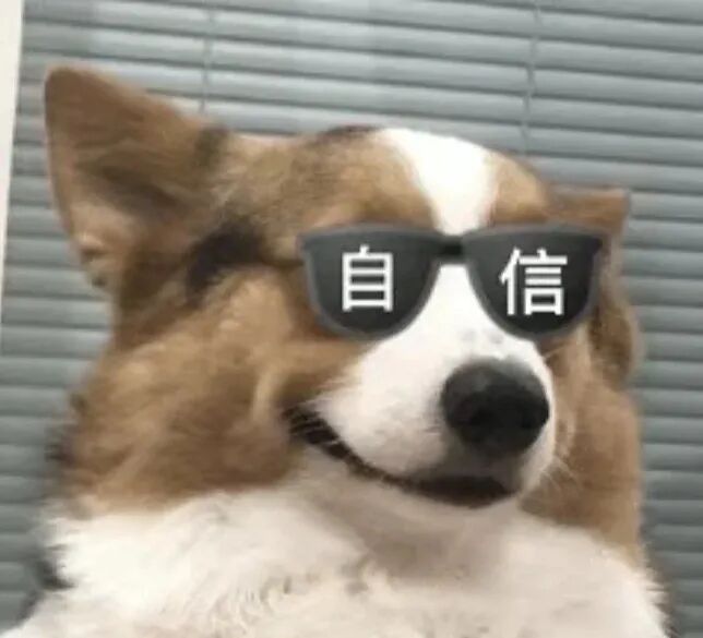 保持自信的柯基犬表情包