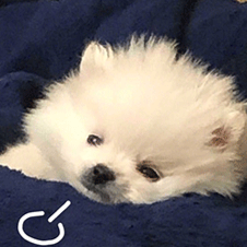 白色小狗趴在蓝色毛绒毯子上