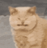 猫表情包
