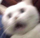 另一只惊叫的猫