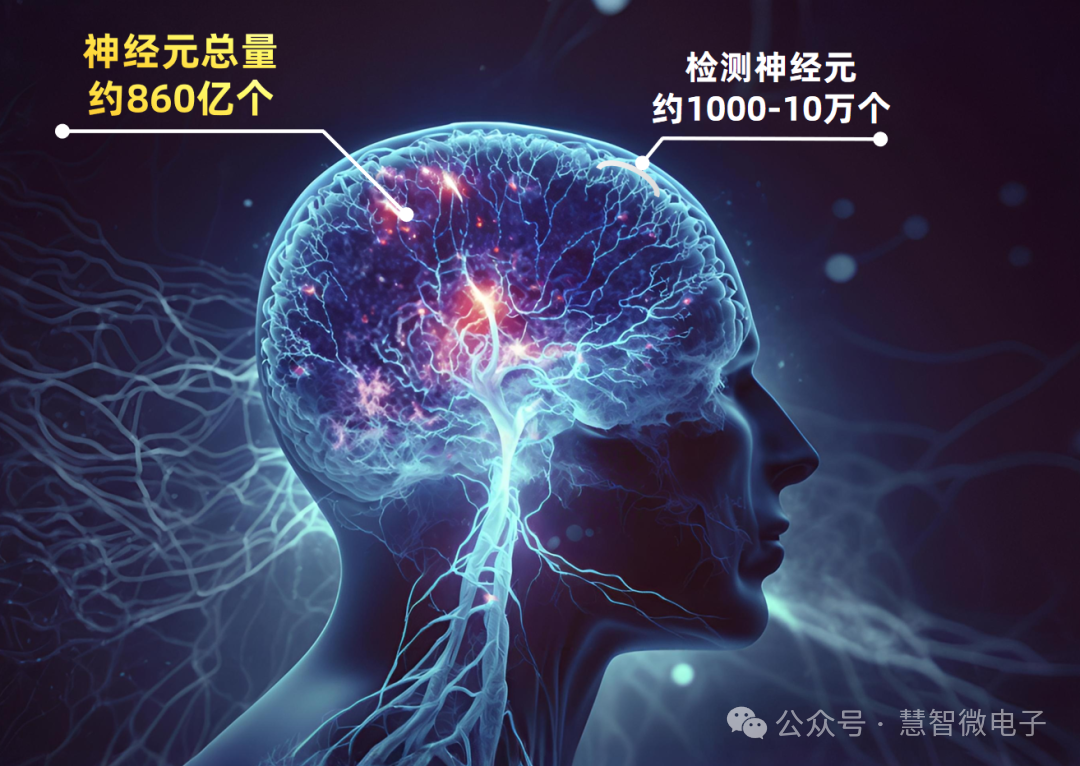 人类对于神经元检测范围仍然十分有限