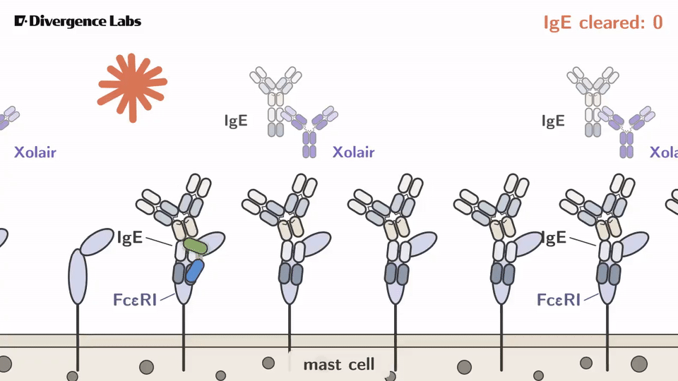 Xolair清除IgE机制的医学动画示意图