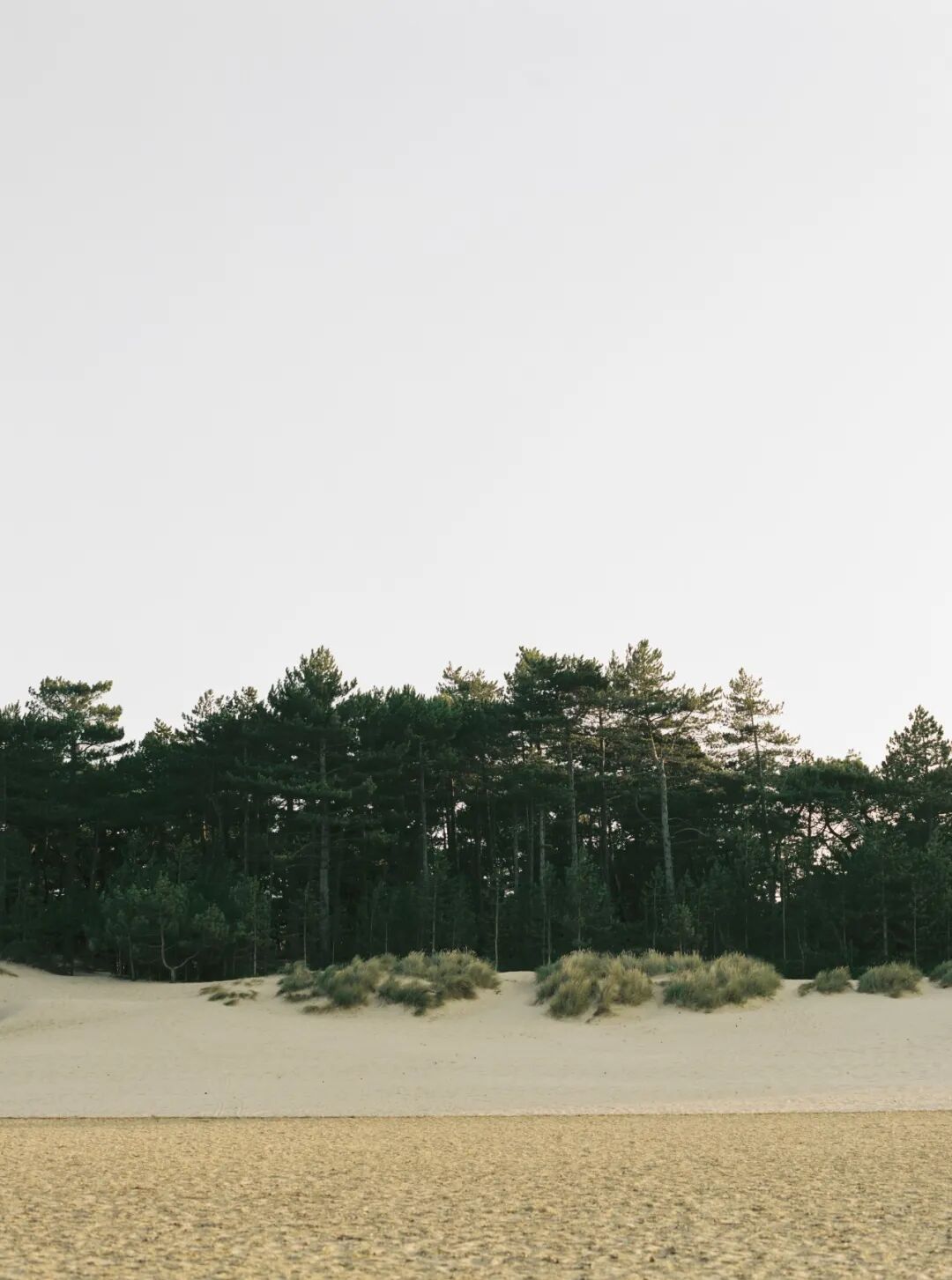 宁静的沙地松林景观