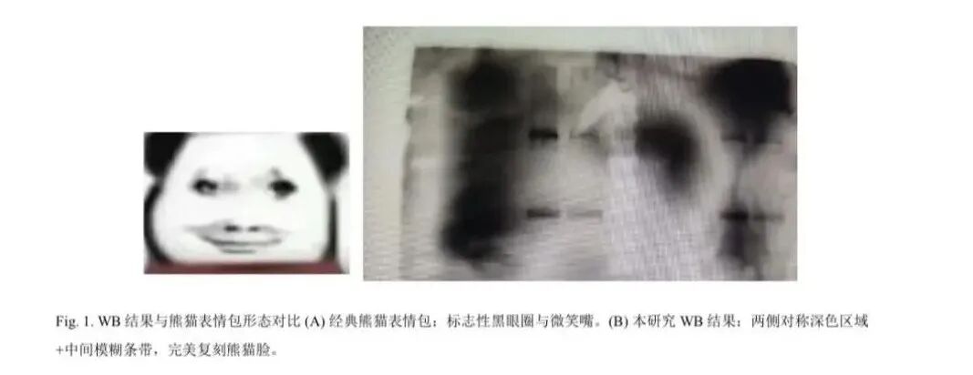 WB结果与熊猫表情包对比:左侧为经典熊猫表情包,右侧为本研究WB结果,完美复刻熊猫脸