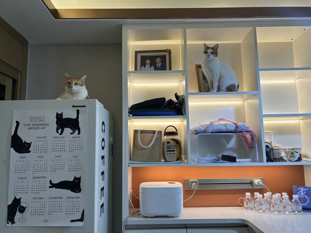 2026年日历与猫的温馨图片