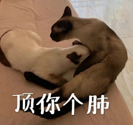 两只暹罗猫依偎，配文“顶你个肺”