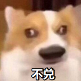 一只表情惊讶的柯基犬图片,配文“不兑”,暗讽输入法纠正错误