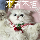 一只白猫仰卧,脖子上系着樱桃围巾,图片上方配文“来者不拒”,讽刺AI语料来者不拒