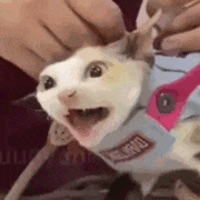 无毛猫张嘴露出牙齿