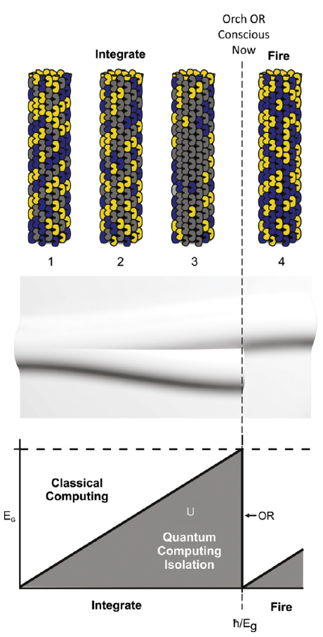 Orch OR过程示意图：顶部为微管蛋白量子叠加态演化，中部为时空曲率阈值，底部为U型量子演化与EG增长