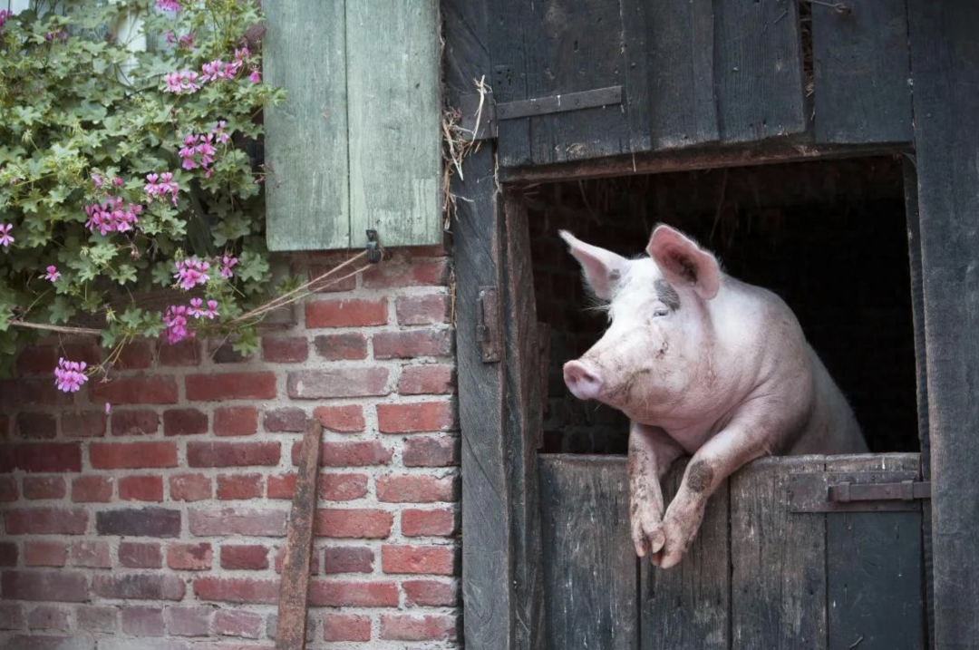 一只粉色的猪从猪圈窗口探出身子