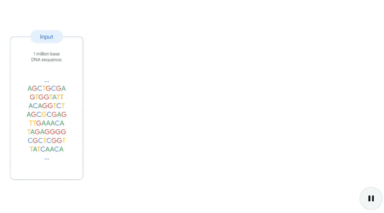 AlphaGenome输入输出流程与基因表达变异预测示意图